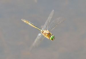 2013 Brilliant Emerald