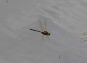 2015 Brilliant Emerald