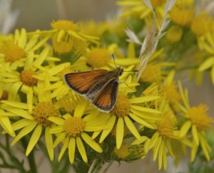 Essex Skipper