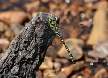 Golden-ringed Dragonfly