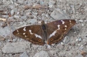 purple emperror_01.1504 oakley wood