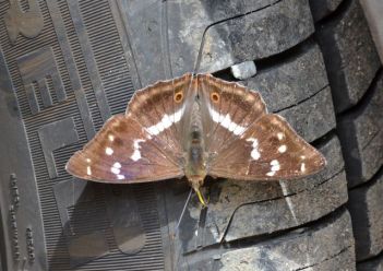 purple emperror_01.1506 oakley wood