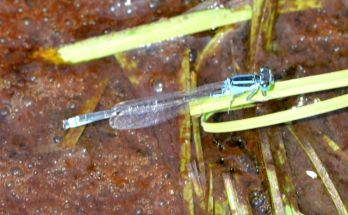 Scarce Blue-tailed Damselfly