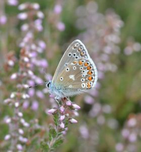 silver-studded blue_01.1501 yateley common