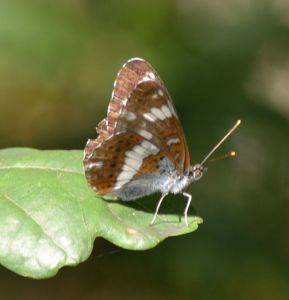 white admiral_01.1502 whitecross green wood