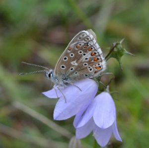 Adonis Blue (male)