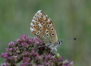Adonis Blue (female)