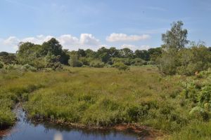 Bog habitat in Ashley Bottom