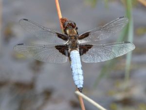 Broad-bodied Chaser (male)