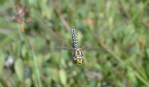 Common Hawker (male)