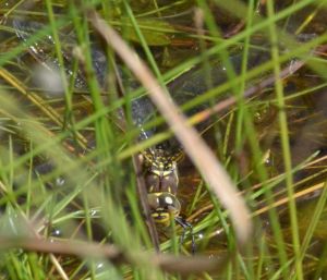 Female Common Hawker laying eggs