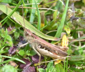 Field Grasshopper