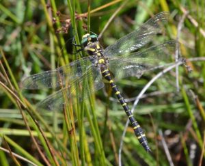 Golden-ringed Dragonfly (male)