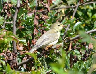 icterine warbler.1501 holkham dunes