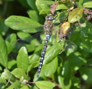 Migrant Hawker (male)