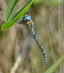 Southern Migrant Hawker