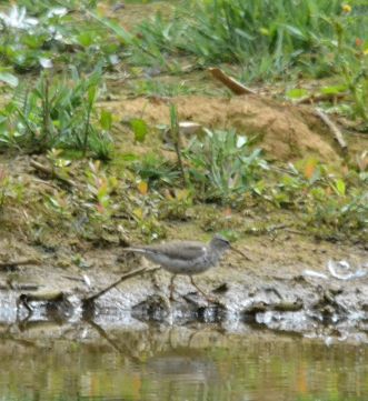 Spot Sand watercolour