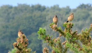 Stonechat siblings