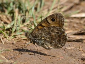 wall brown_01.1506 holkham dunes