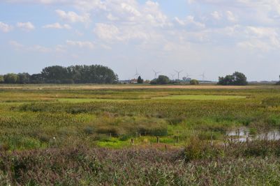 Willow Tree Fen