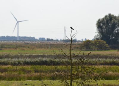 Distant, hazy Red-footed Falcon