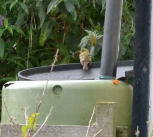 Probable Acadian Flycatcher