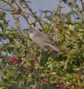 Barred Warbler (1w)
