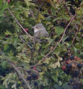 A feast of blackberries