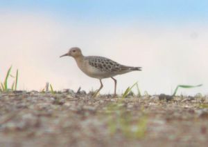 Buff-breasted Sandpiper