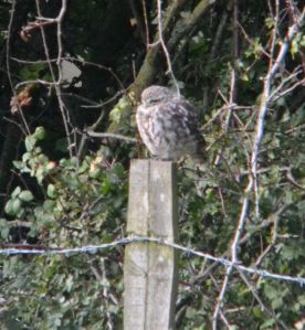 Little Owl