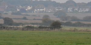 Holland Haven: the RLB is perched on the third fence post from the left