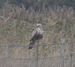 rough-legged buzzard.1501 holland haven