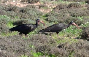 bald ibis_01.1520 cape rhir