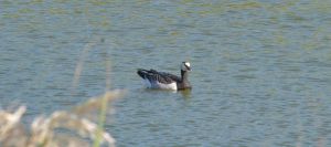 What's a nice goose like you doing in a place like this?