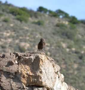 Black Wheatear (fem)