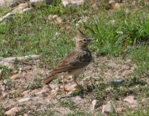 Crested Lark at Agadir