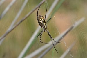 Pretty serious spiders out here!