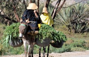 Life locally goes on as normal