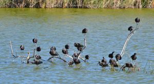 Glossy Ibis grand central