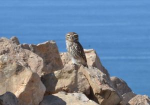 Little Owl