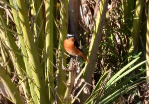 Moussier's Redstart