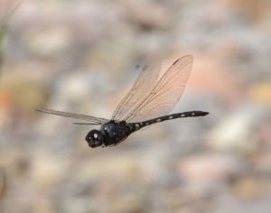 Mystery dragonfly
