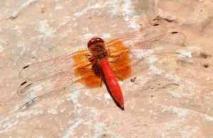 Orange-winged Dropwing