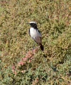 red-rumped wheatear_01.1508 guelmin sahara