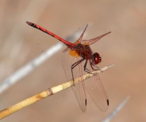 red-veined dropwing.1506 massa valley