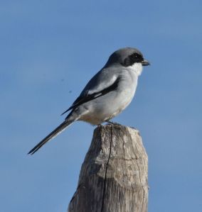Southern Grey Shrike 