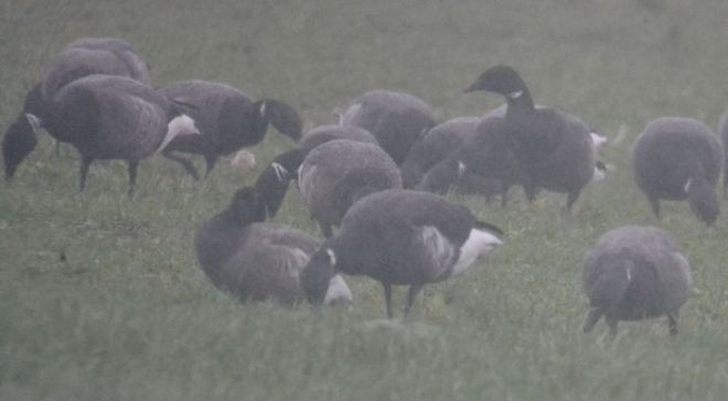 black brant.1505 dell quay