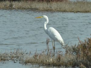 great white egret.1601 camargue