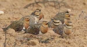 pin-tailed sandgrouse