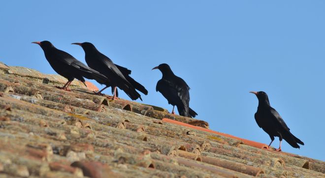 red-billed chough.1601 sagres pemimsula